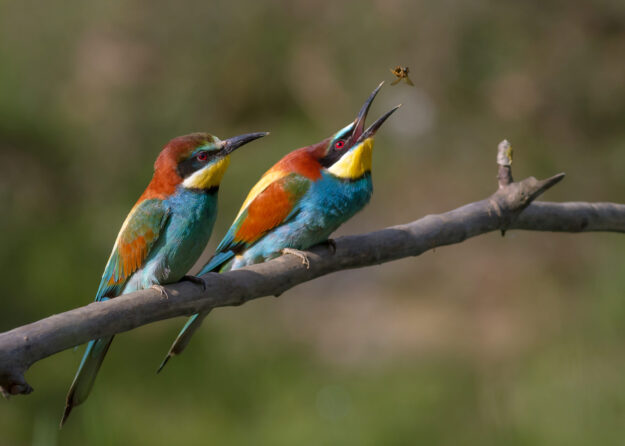 Pair_of_Merops_apiaster_feeding